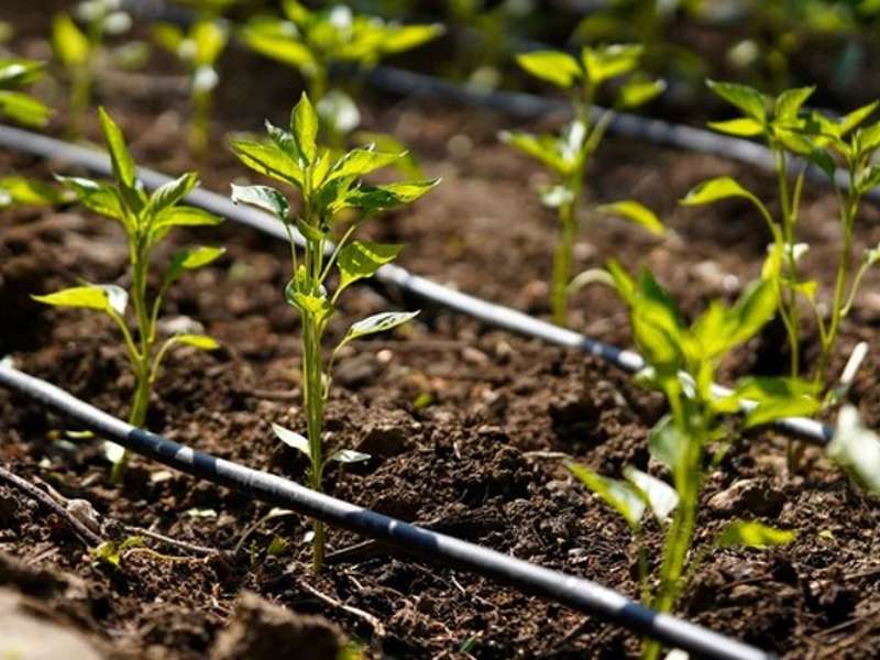 Kapljični sustavi za navodnjavanje